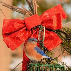 Meet your Posher, Patty